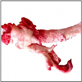 Beef Aorta