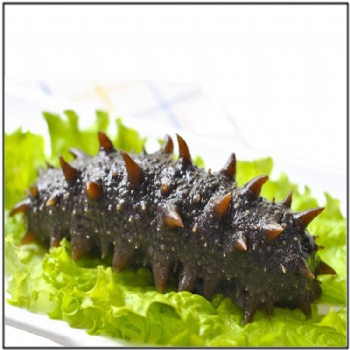 Sea Cucumbers