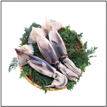 Cuttlefish