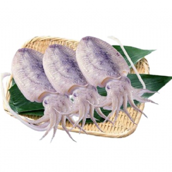 Cuttlefish