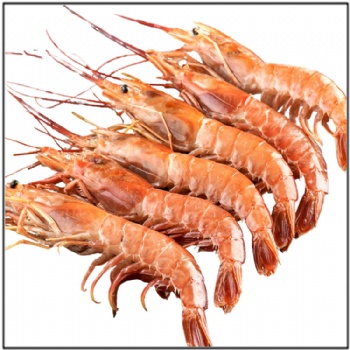 Spot Shrimp